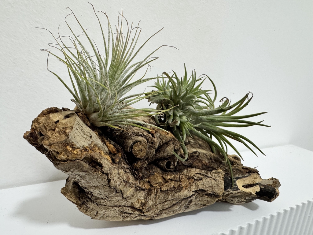 how to feed your air plant
