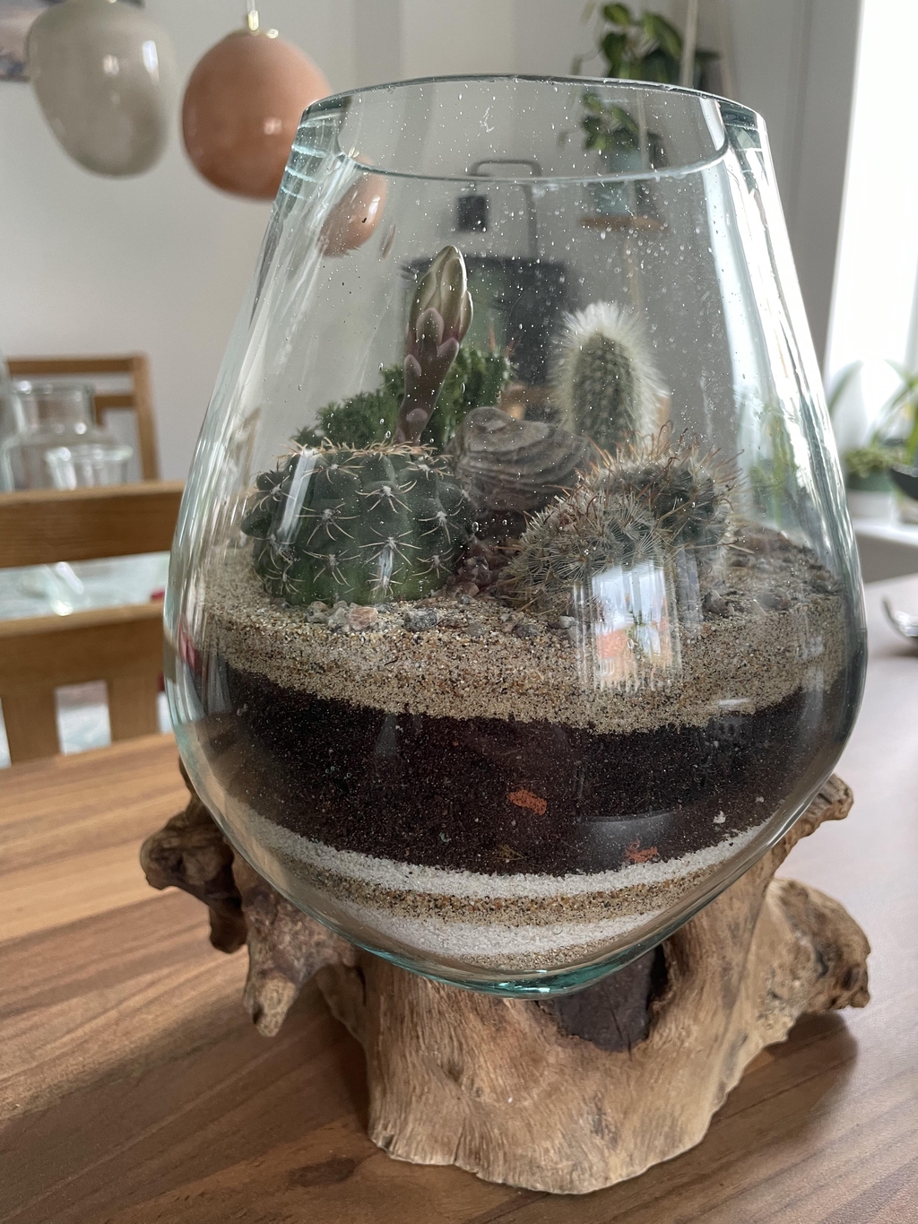 airflow and humidity for your cactus garden