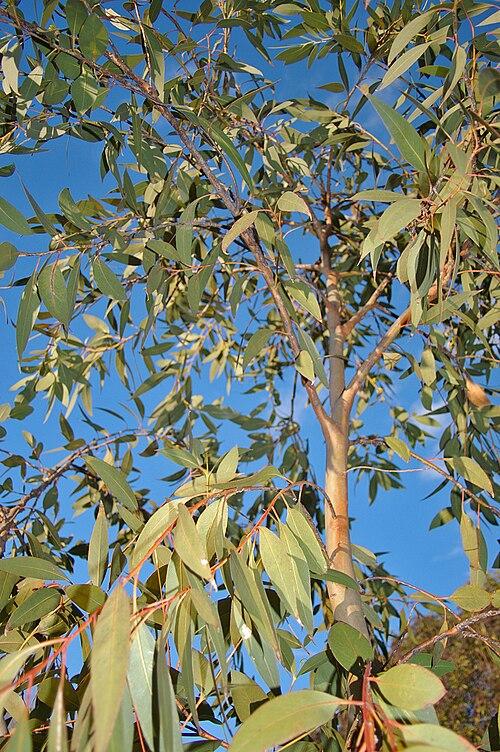 Eucalyptus mentholé dives