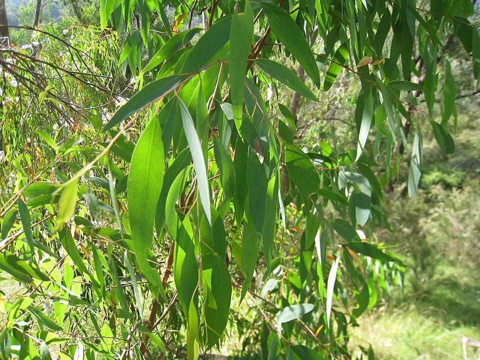eucalyptus radiata