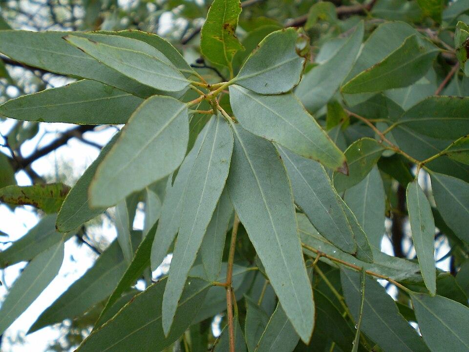 l’Eucalyptus Staigeriana