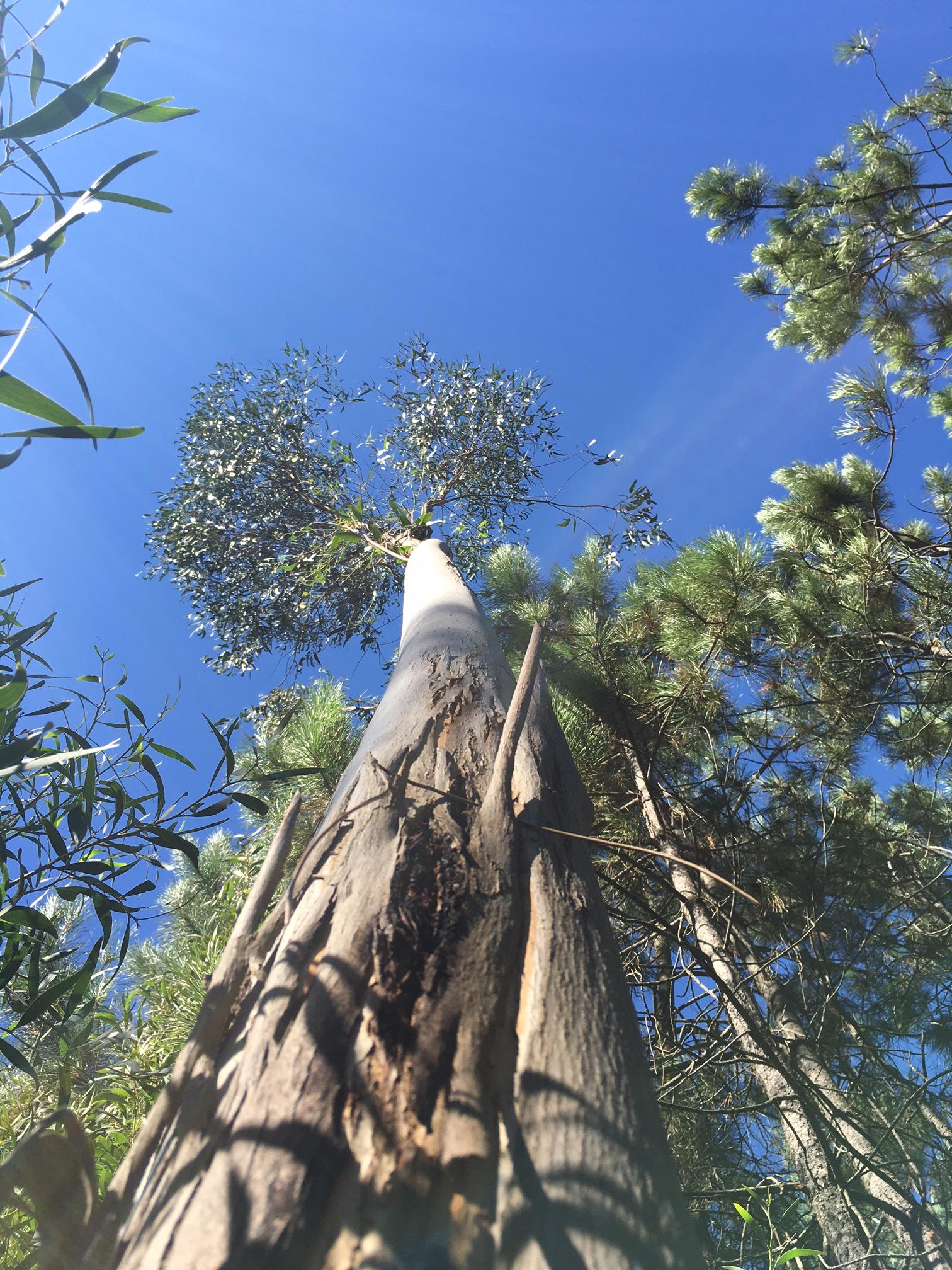 EUCALYPTUS CITRIODORA CITRONELLAL