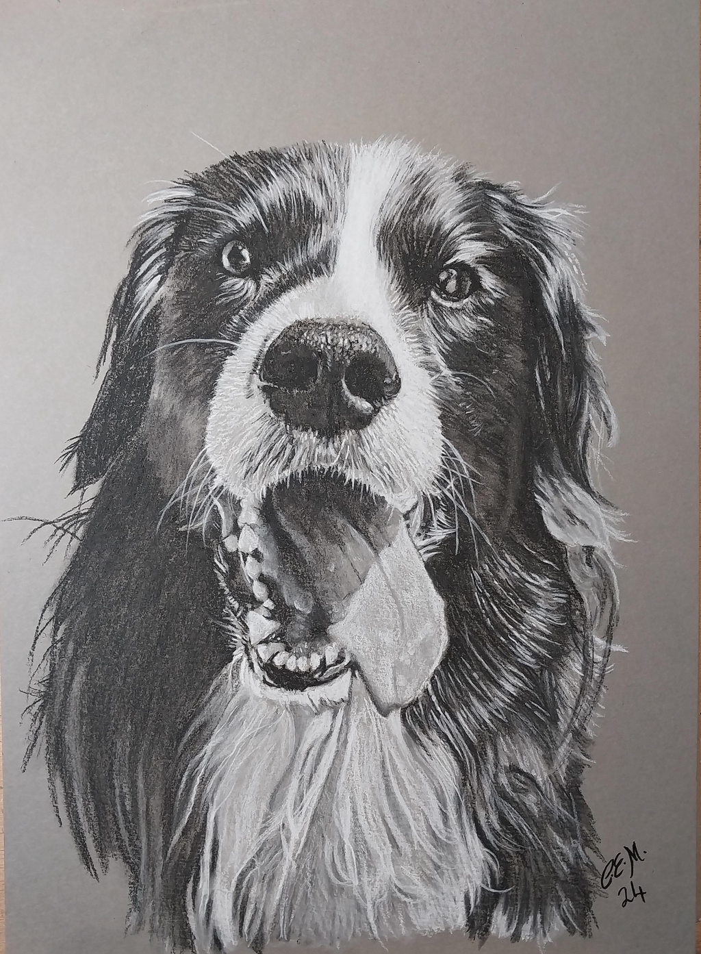 Charcoal drawing of a Border collie
