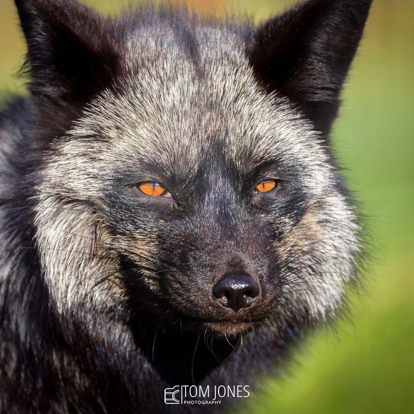 Animal Experiences and Encounters