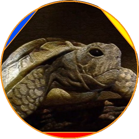 tortue borgne butsudans soka-gakkai nichiren