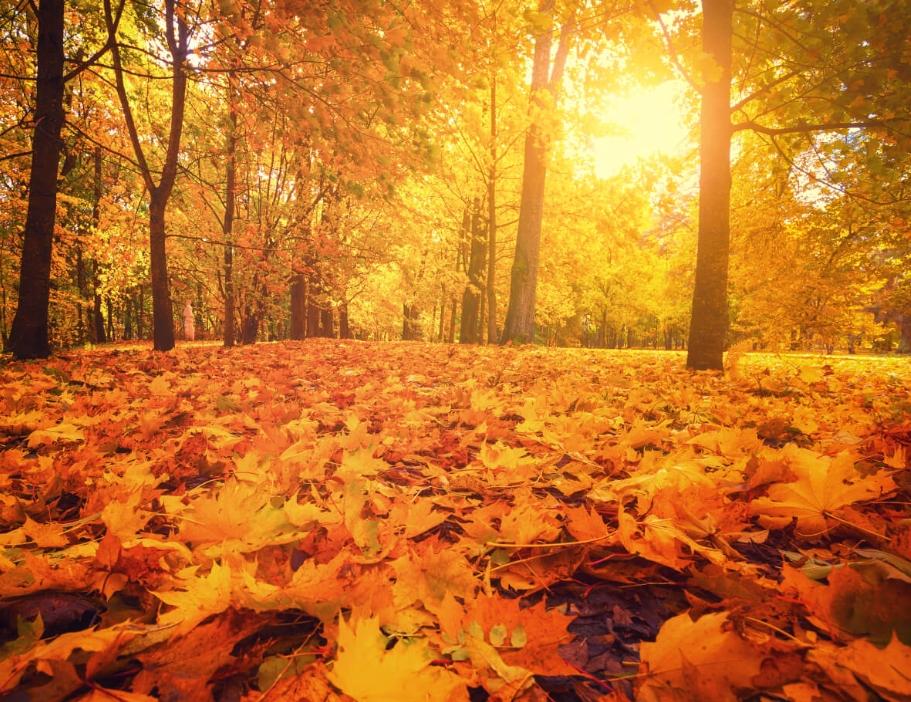 Autumn