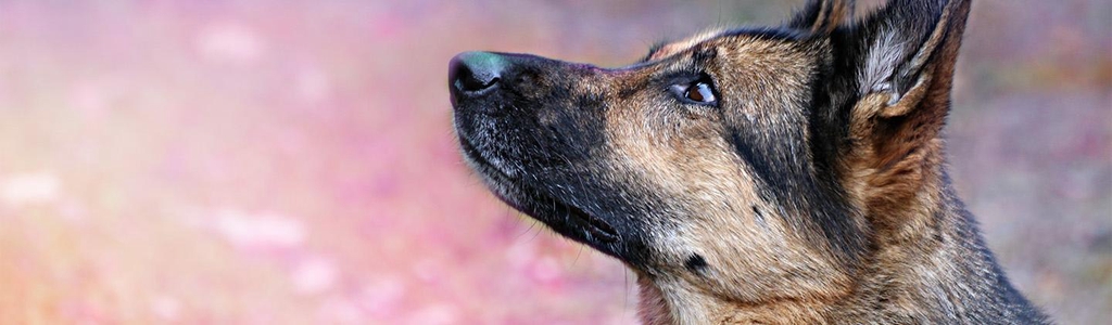 Tikkujutun verkkokauppa, kuvassa Tikku-koira