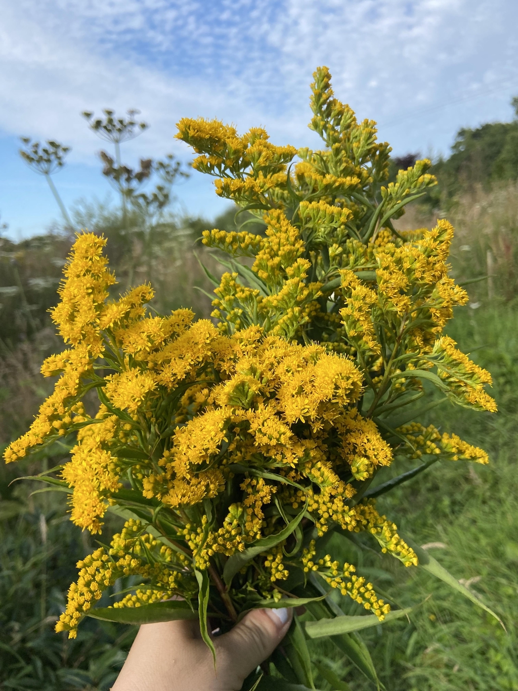 Solidago canadensis 