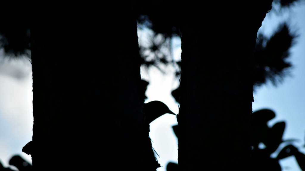 Customer's review of the Bird King Tarot: "a really special gift for a dear friend".