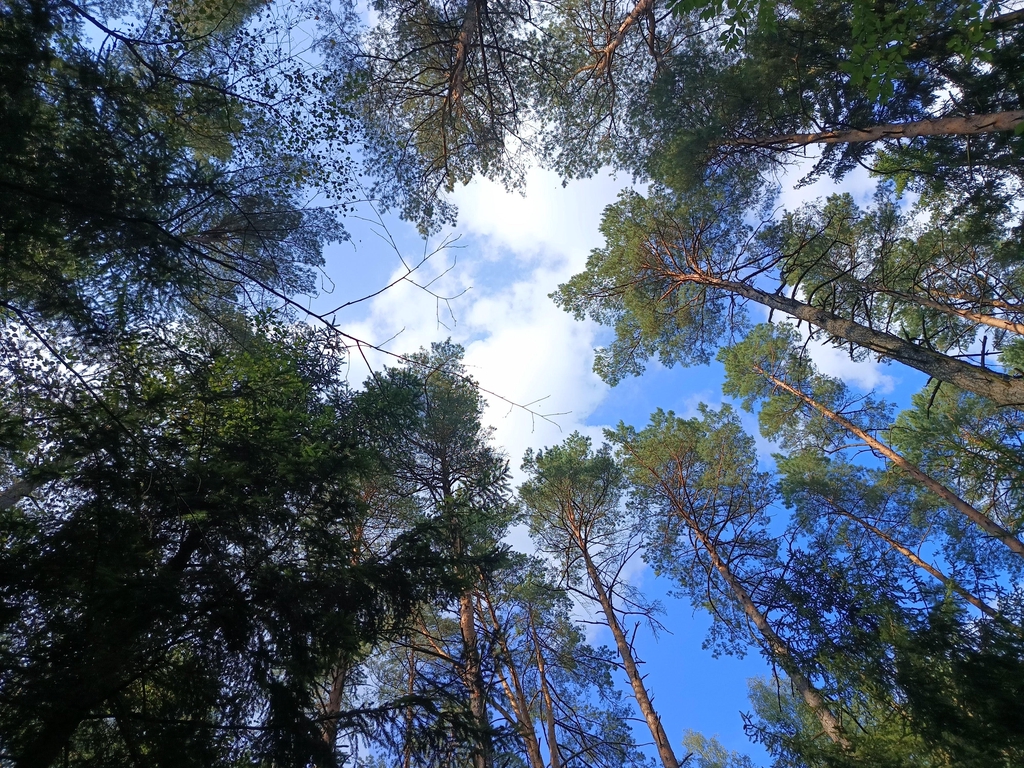 Customer's review of the Forest Meditations deck: "A really stunning deck, best of its kind".