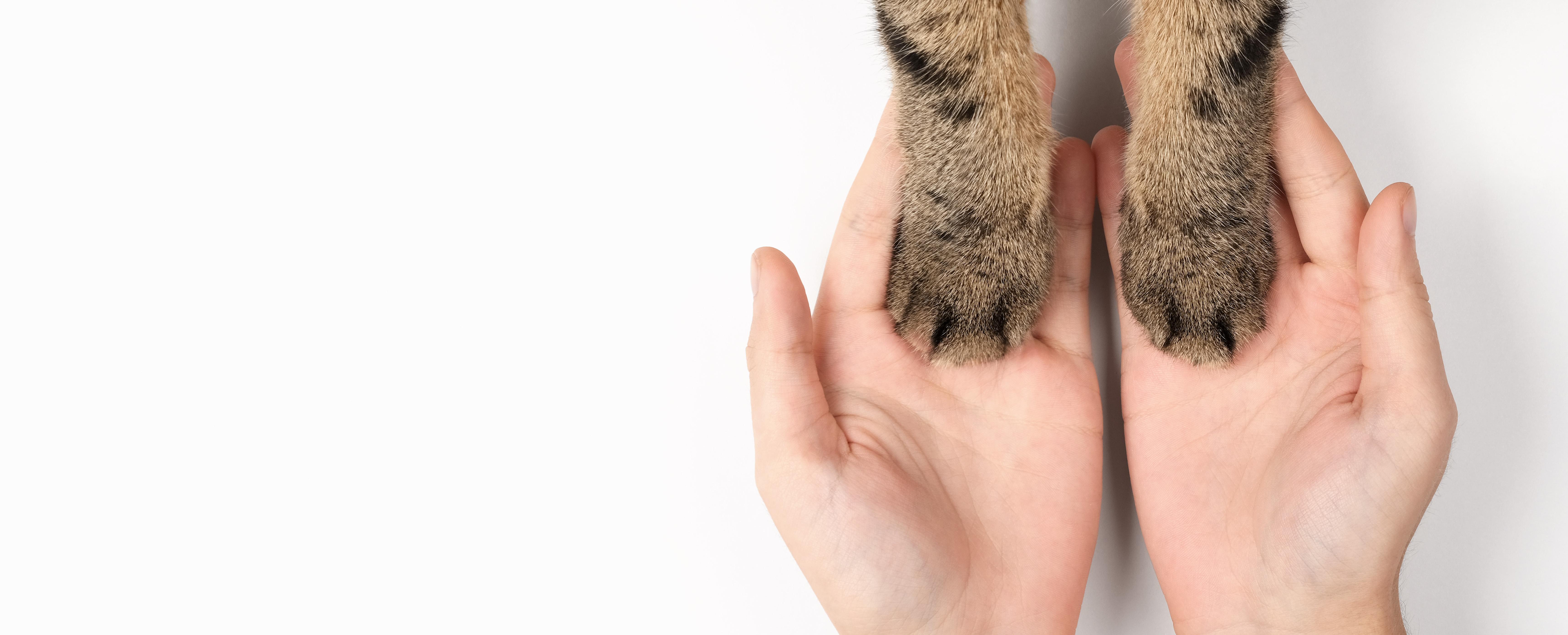 Communication animale