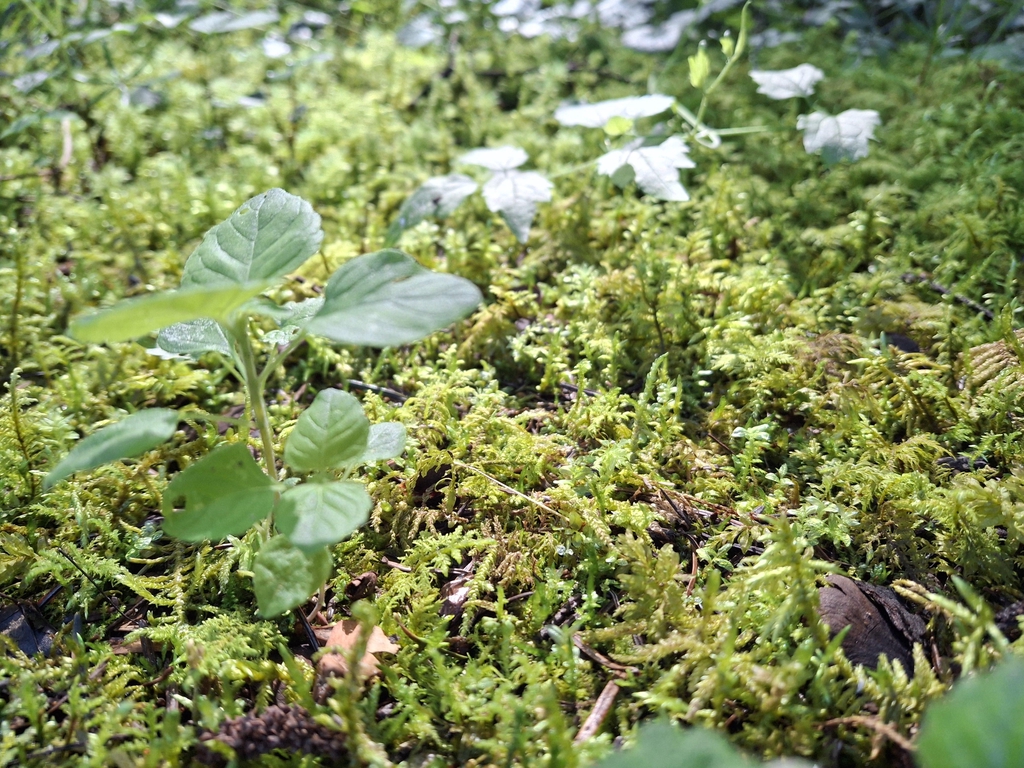 banner_image