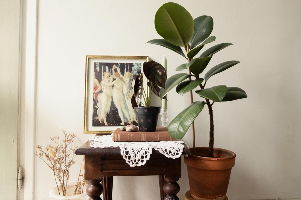 Ambiance mystérieuse et dramatique, pour celles et ceux qui aiment les plantes et la déco au style gothique et ténébreux. Pièces uniques, feuillages sombres et accessoires qui transforment ton intérieur en jungle nocturne.