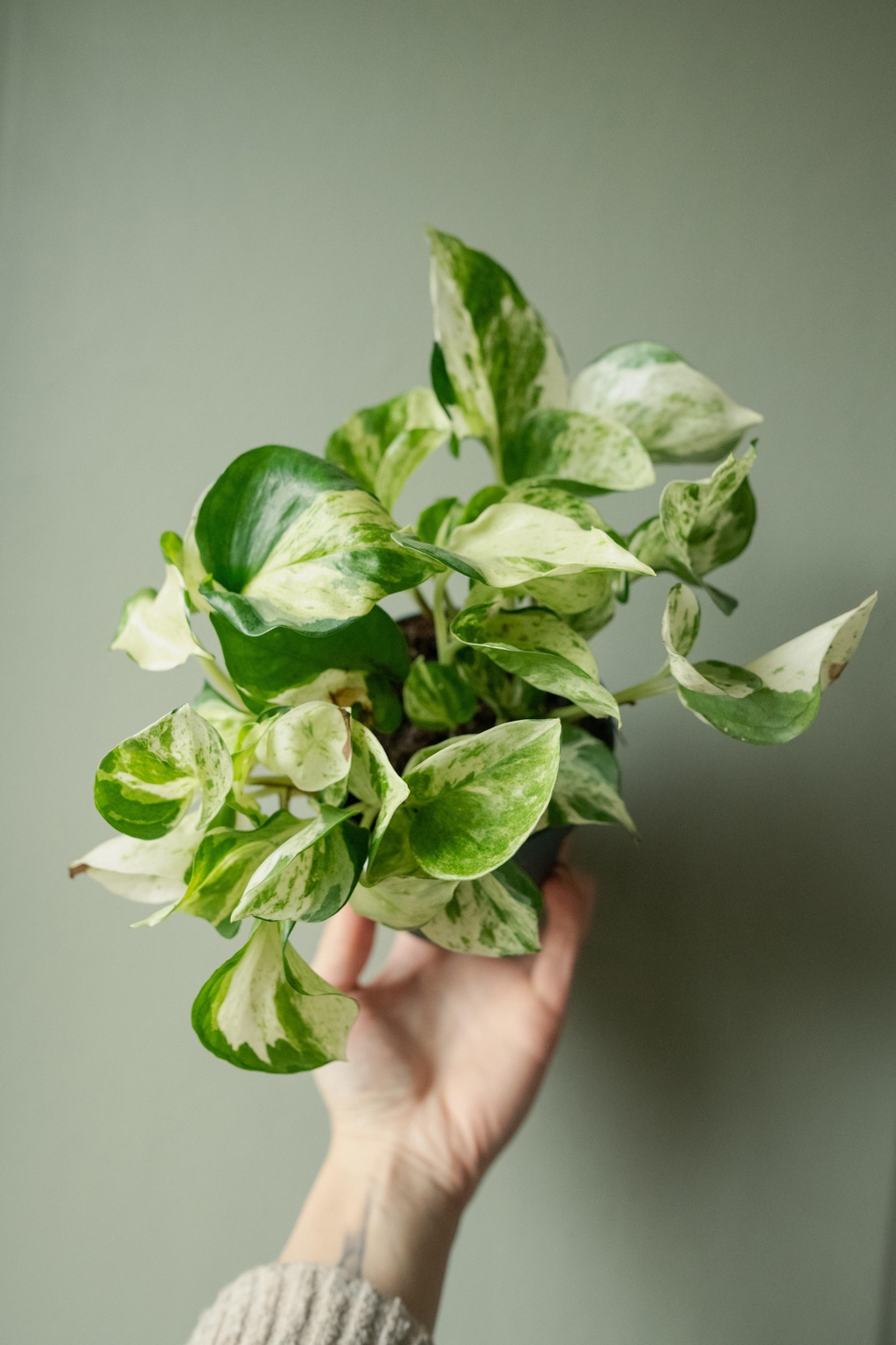 Vue aérienne d’un assortiment de plantes d’intérieur : Ficus, Begonia, Pothos Neon, Tradescantia ‘Rosa Sunrise’, Anthurium et Philodendron. Idéal pour créer une ambiance jungle dans ton intérieur, alliant verdure, style et bonne humeur.