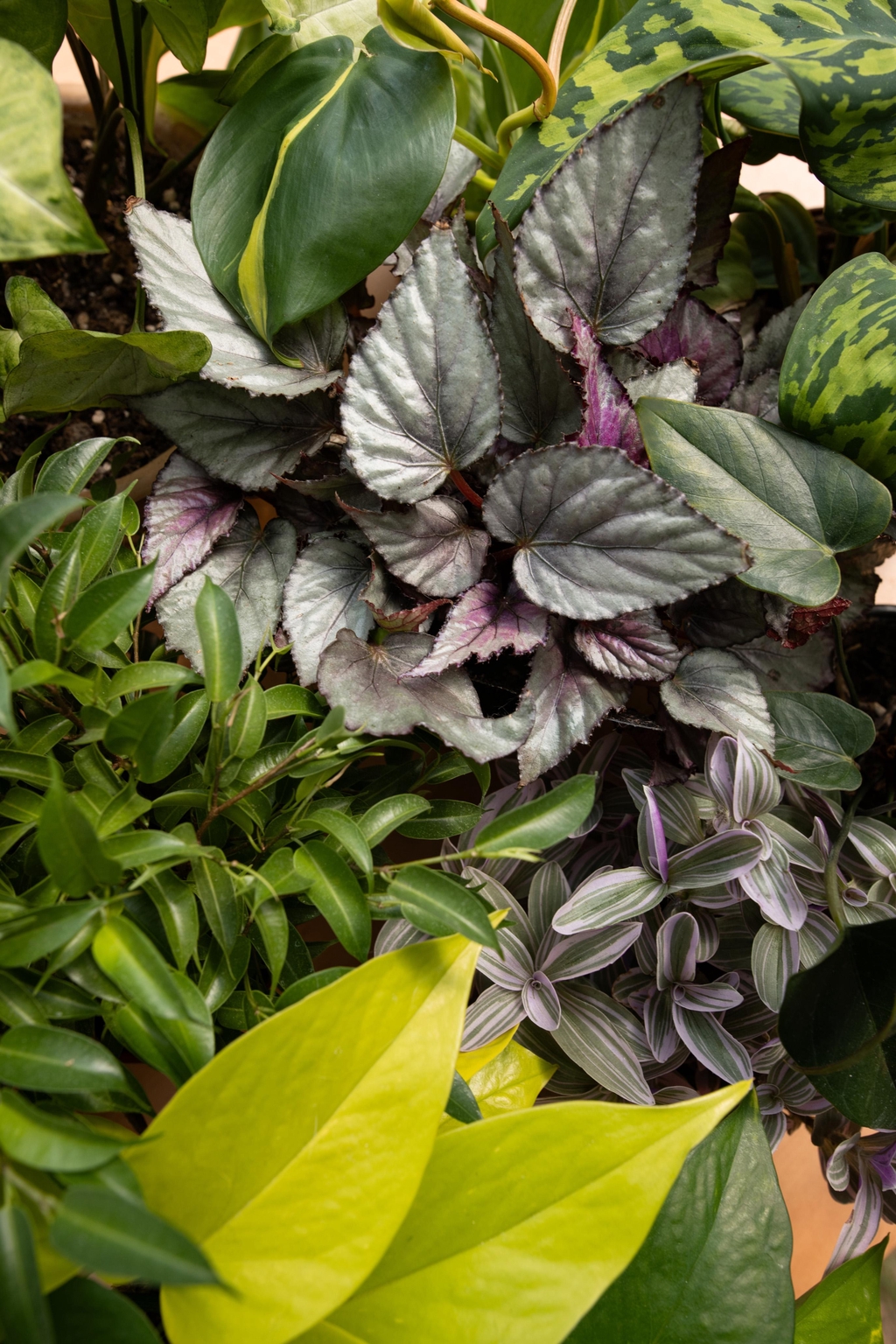 Vue aérienne d’un assortiment de plantes d’intérieur : Ficus, Begonia, Pothos Neon, Tradescantia ‘Rosa Sunrise’, Anthurium et Philodendron. Idéal pour créer une ambiance jungle dans ton intérieur, alliant verdure, style et bonne humeur.