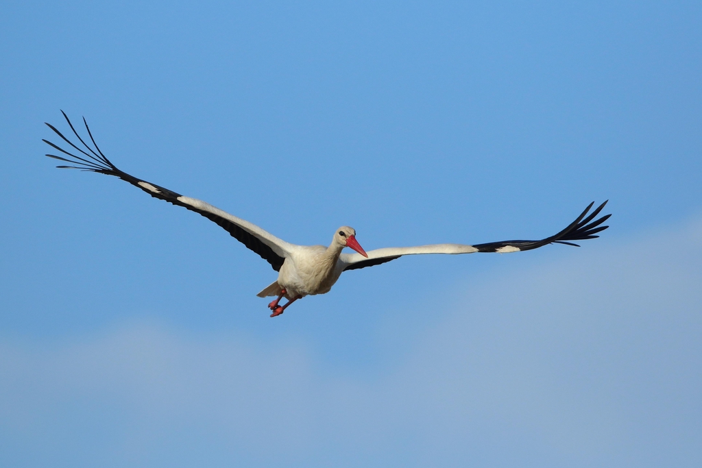 banner_image