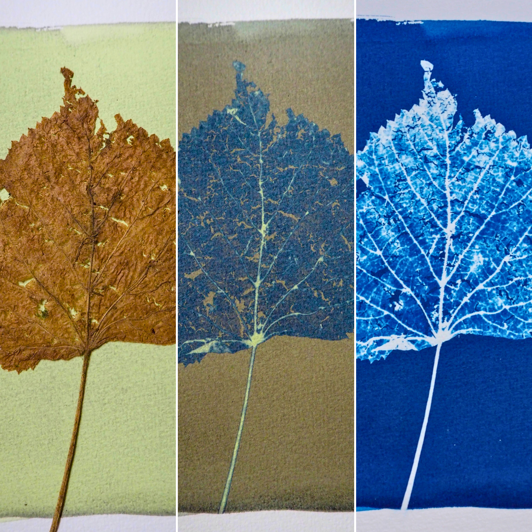 Montage de trois photos, représentant trois étapes importantes de la fabrication d'un cyanotype. Le cyanotype est un procédé de photographie alternative monochrome. En mélangeant du citrate d’ammonium ferrique et du ferricyanure de potassium, on obtient une solution qui réagit au contact des rayons UV du soleil pour donner un magnifique bleu de Prusse. Le soleil permet ainsi de révéler les détails extraordinaires des végétaux. La première photo montre le cyanotype avant exposition au soleil. On peut y voir la solution photosensible qui n'a pas encore été activée et qui est encore de couleur jaune/vert. Une feuille morte séchée et pressée est posée sur la solution. La deuxième photo représente le cyanotype après exposition au soleil. La solution photosensible est devenue jaune/marron, et les détails de la feuille morte se sont imprimés dans des dégradés de bleu et jaune. La dernière photo montre le cyanotype après rinçage à l'eau. La solution qui a été activée par le soleil est devenue bleu cyan, et la silhouette de la feuille s'est imprimée en dégradés de bleu et blanc. Toutes les nervures de la feuille ressortent en blanc sur le dégradé de bleu de la feuille. Le fond de l'image, derrière l'empreinte végétale de la feuille morte, est lui d'un bleu de Prusse intense et profond.
