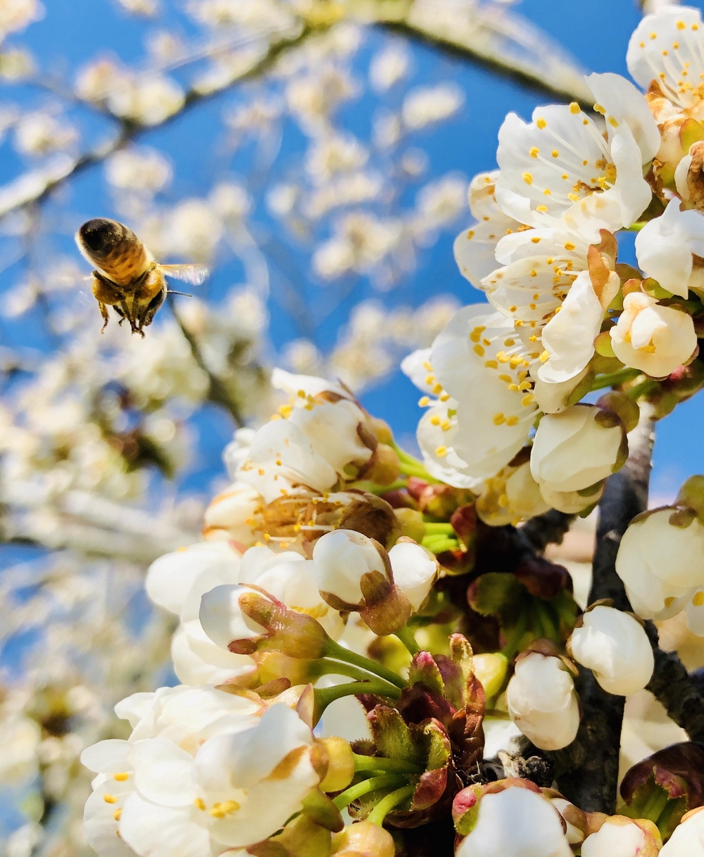 Une abeille butinant des fleurs de cerisier.
