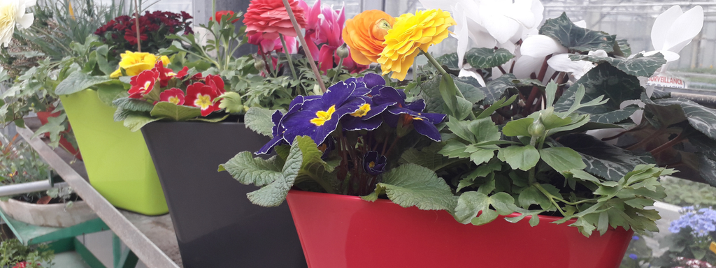 Potées fleuries à votre goût