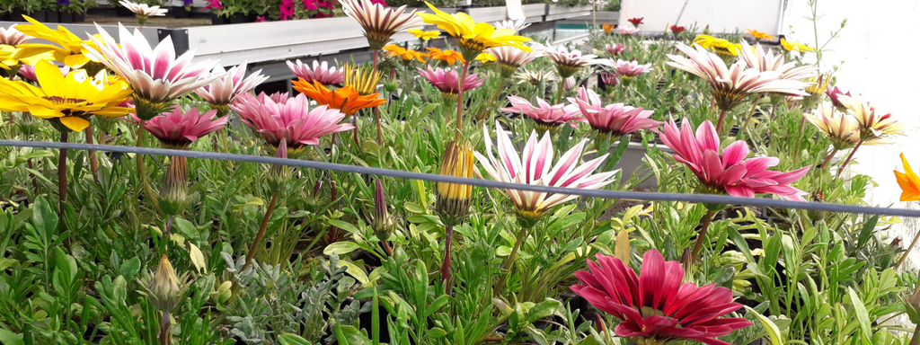 Drive plantes et compositions près de Troarn - Bavent - Bénouville