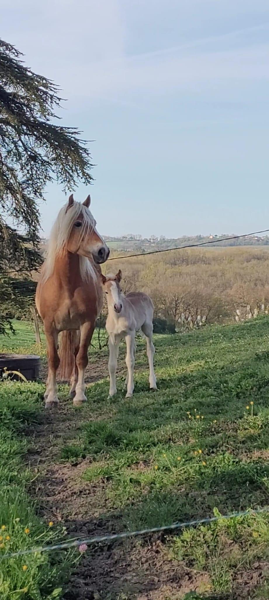 Nos chevaux en promenade.