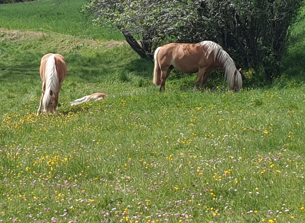 Les Savons d'églantine