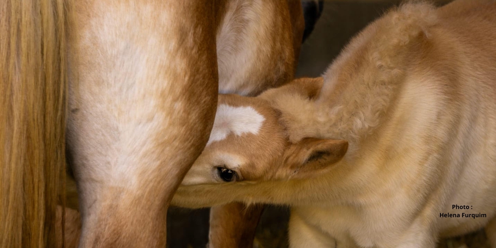Le lait de jument