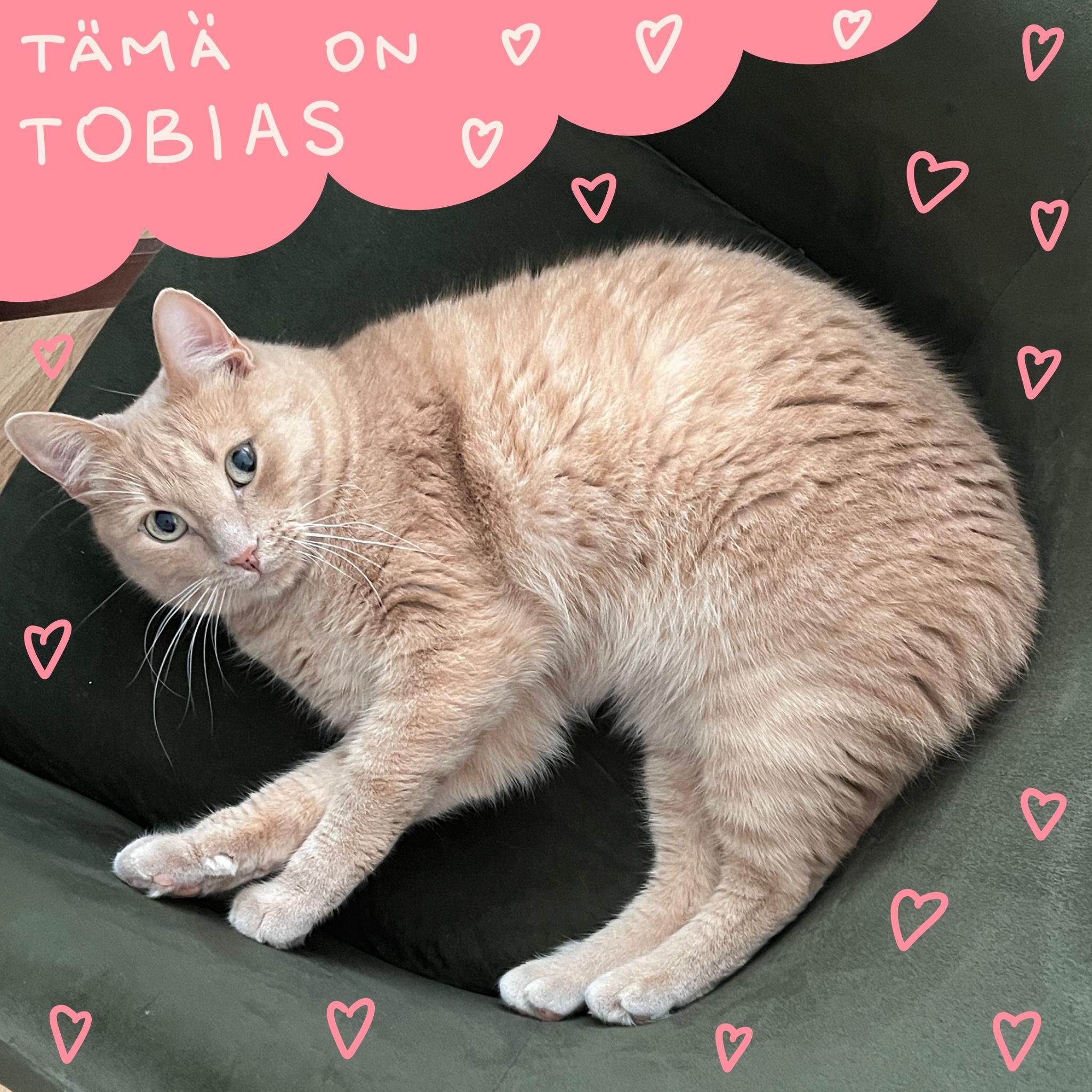 Tobias-Kissa