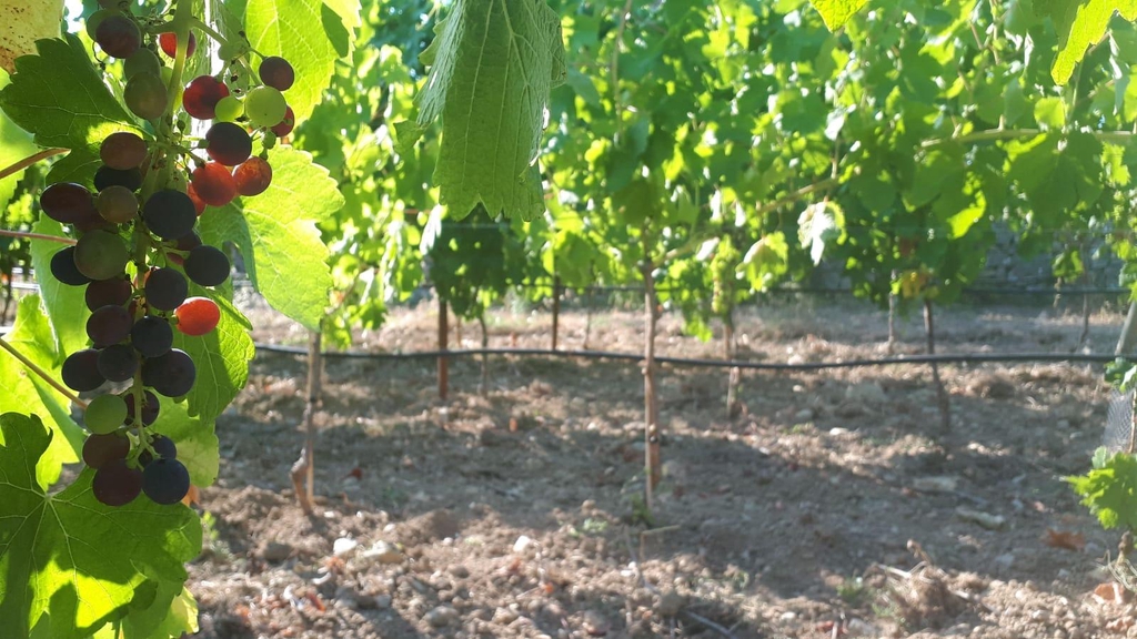 Winzerdienstleistungen