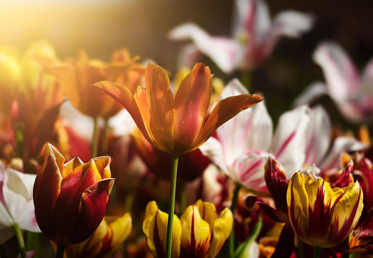 Découvrez notre sélection de plantes pour jardin à Quincy-sous-Sénart : arbustes, fleurs et végétaux pour embellir votre espace extérieur.