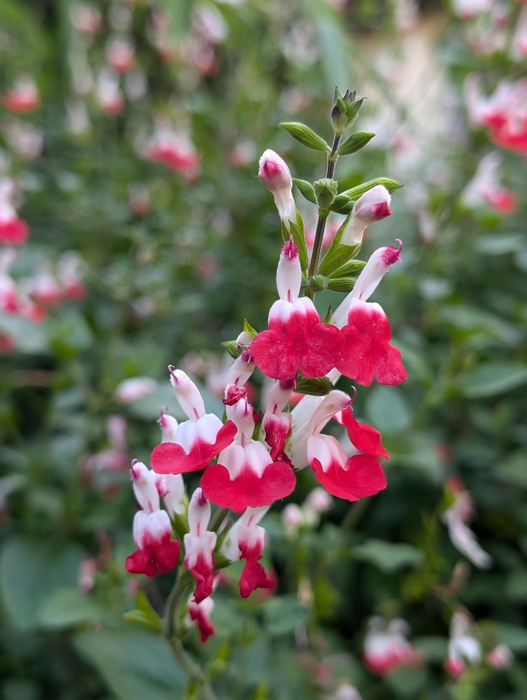 banner_image