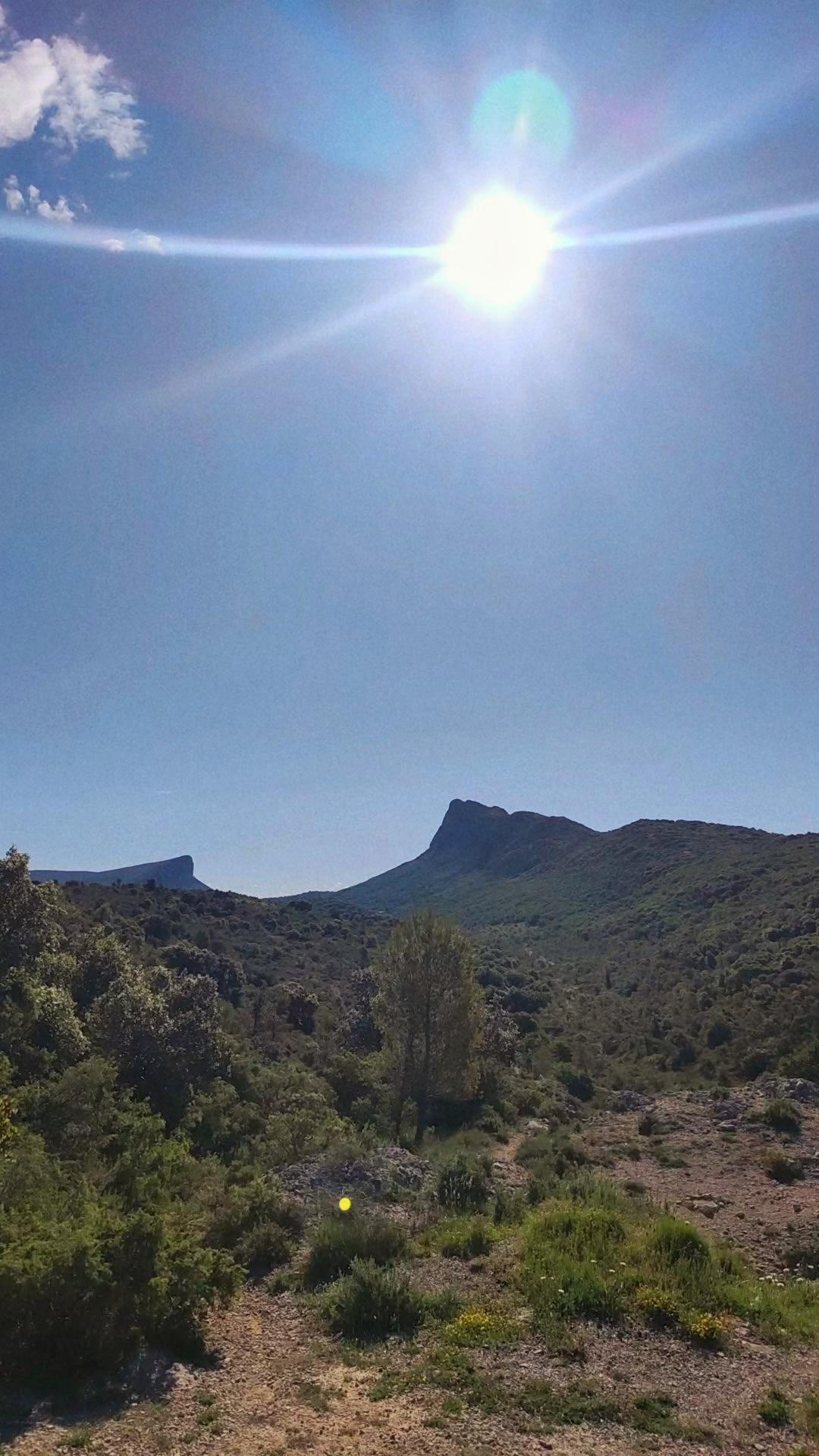 Pic saint loup lieu de ramassage du bois local pour les manches de couteaux