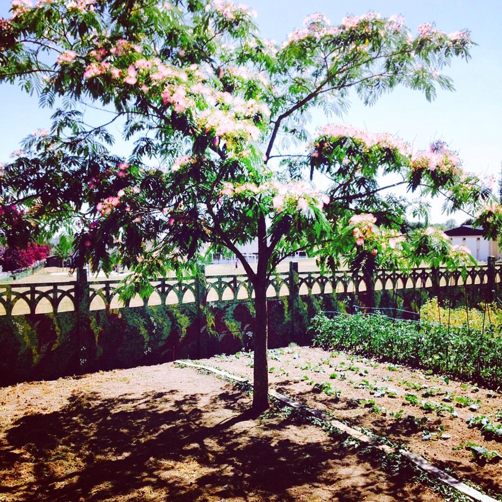 Collection bougies Nostalgie du Potager Trataka Candles
