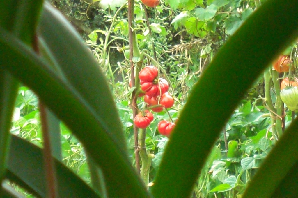 Collection bougies Nostalgie du Potager Trataka Candles