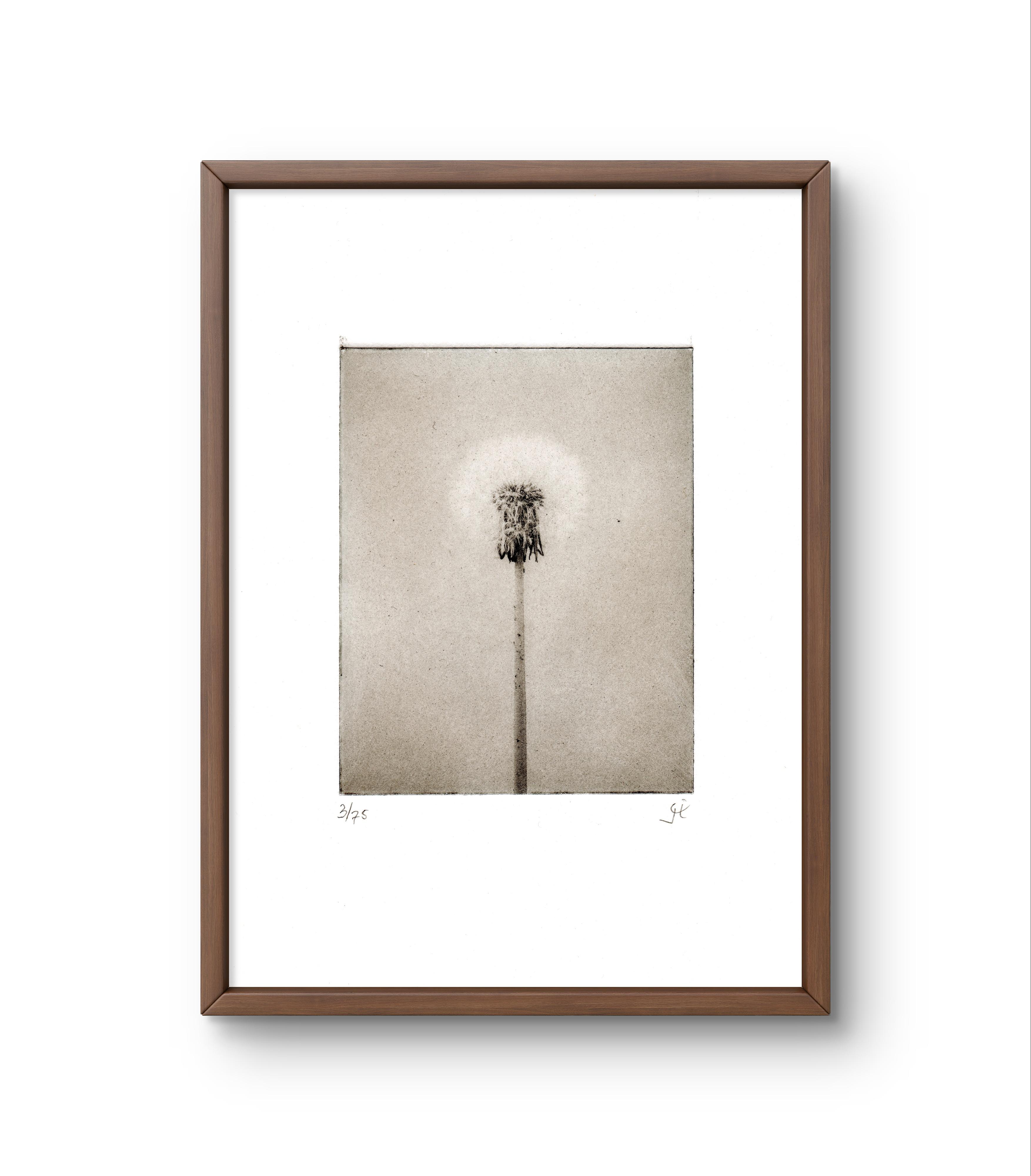 Botanica photogravures