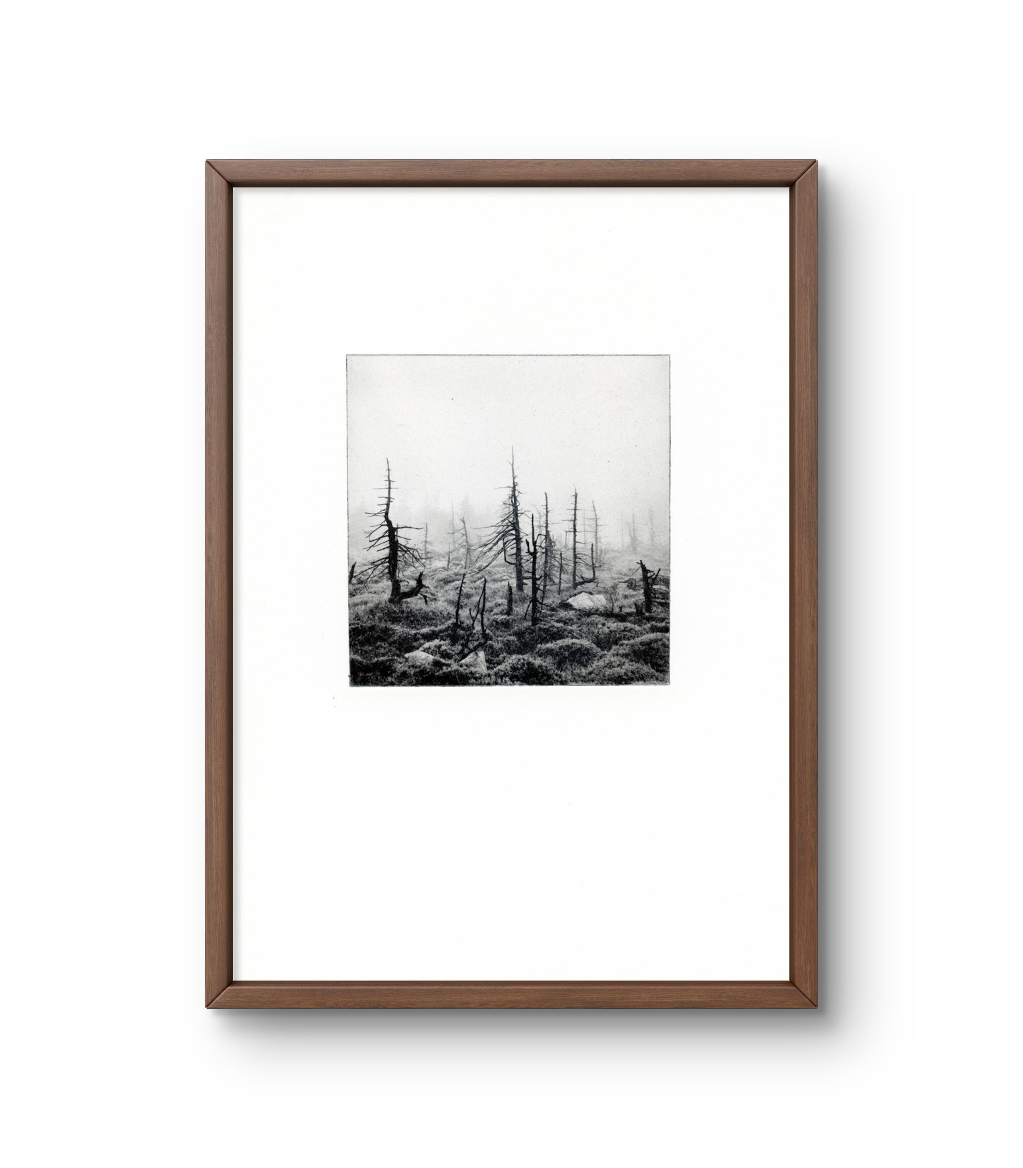 Trees Photogravures