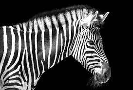 zebre