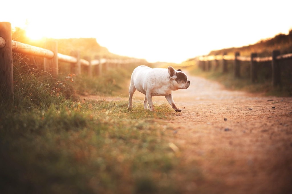 Bienvenue chez
Tiny Woof Corner 
