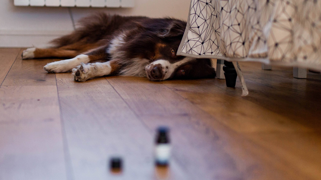 La Zoopharmacognosie appliquée 