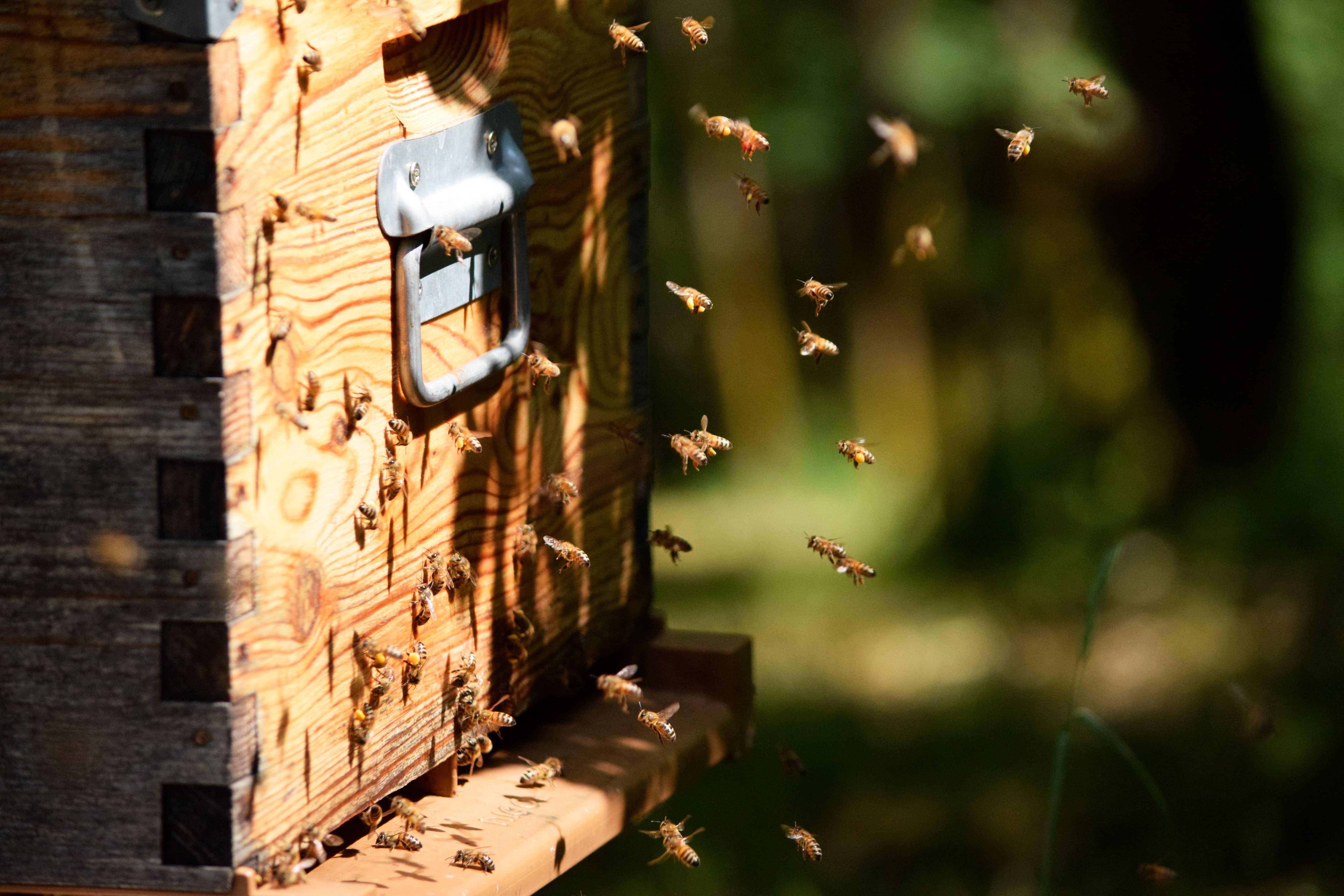 Nos abeilles en pleine action