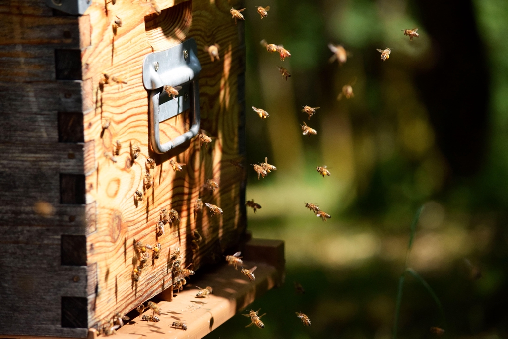Nos abeilles en pleine action