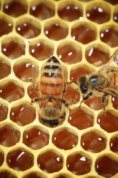 Natural italian honey, cold-extracted to preserve properties, enzymes and quality