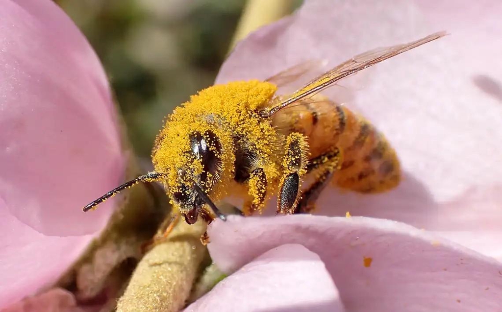 Meliodas produce honey respecting bees and the biodiversity 
