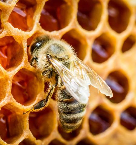 miele naturale italiano, rispettoso delle api e della biodiversità