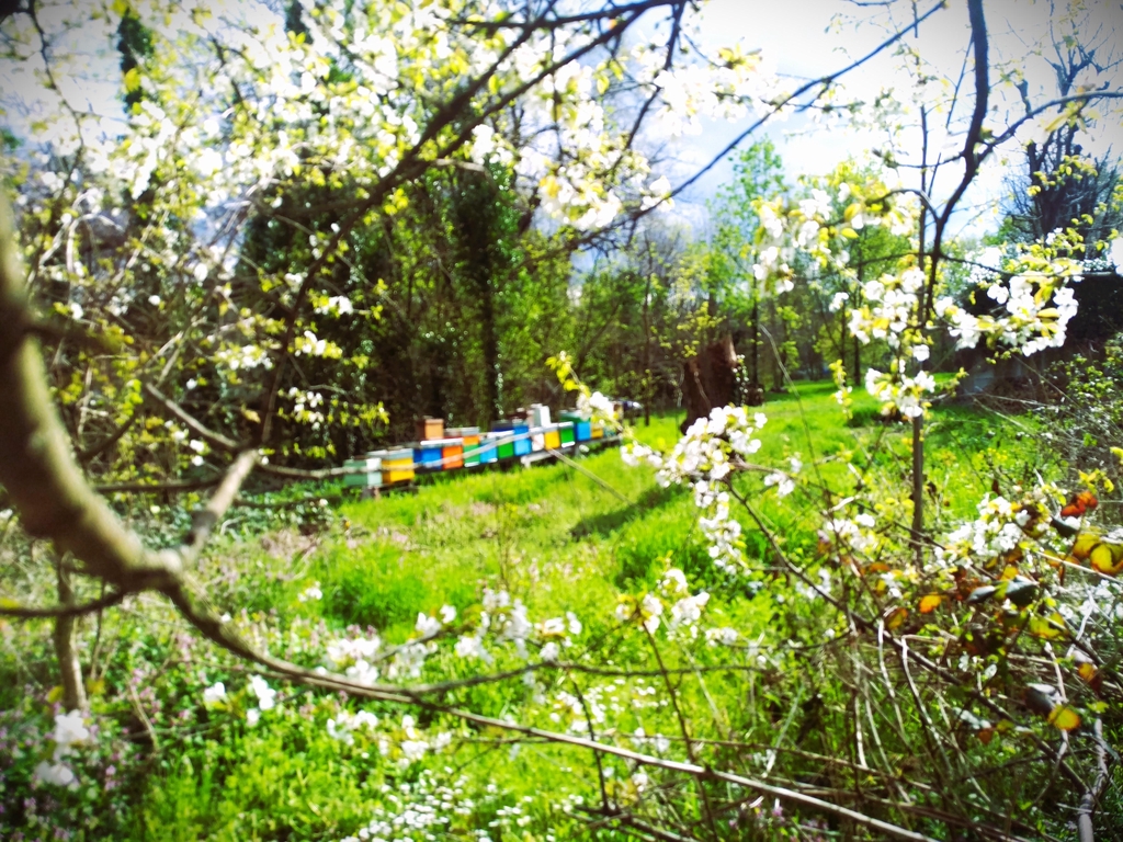 Italian beekeeper in Modena, Emilia-Romagna, heart of Motor Valley