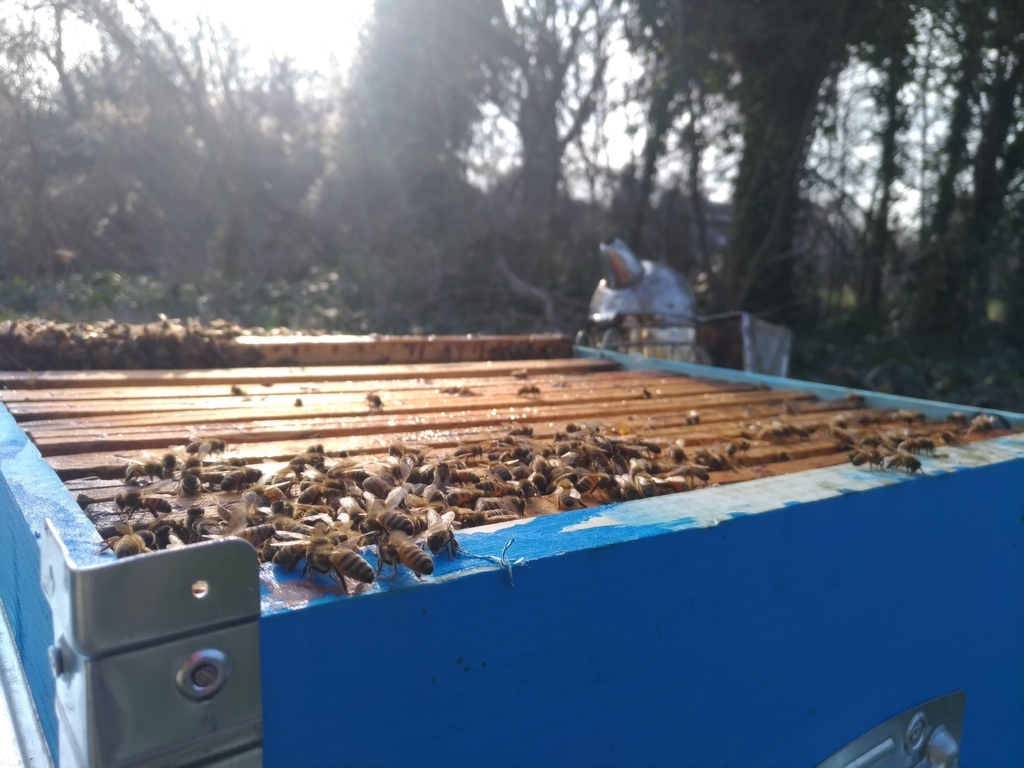 single origin honey from modena, harvested from our apiaries