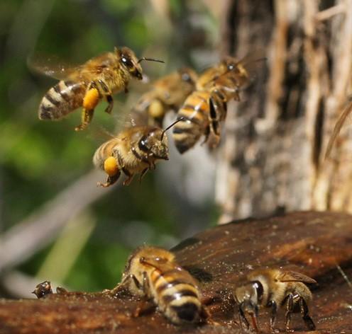 artisanal honey harvested in respect of bees welfare