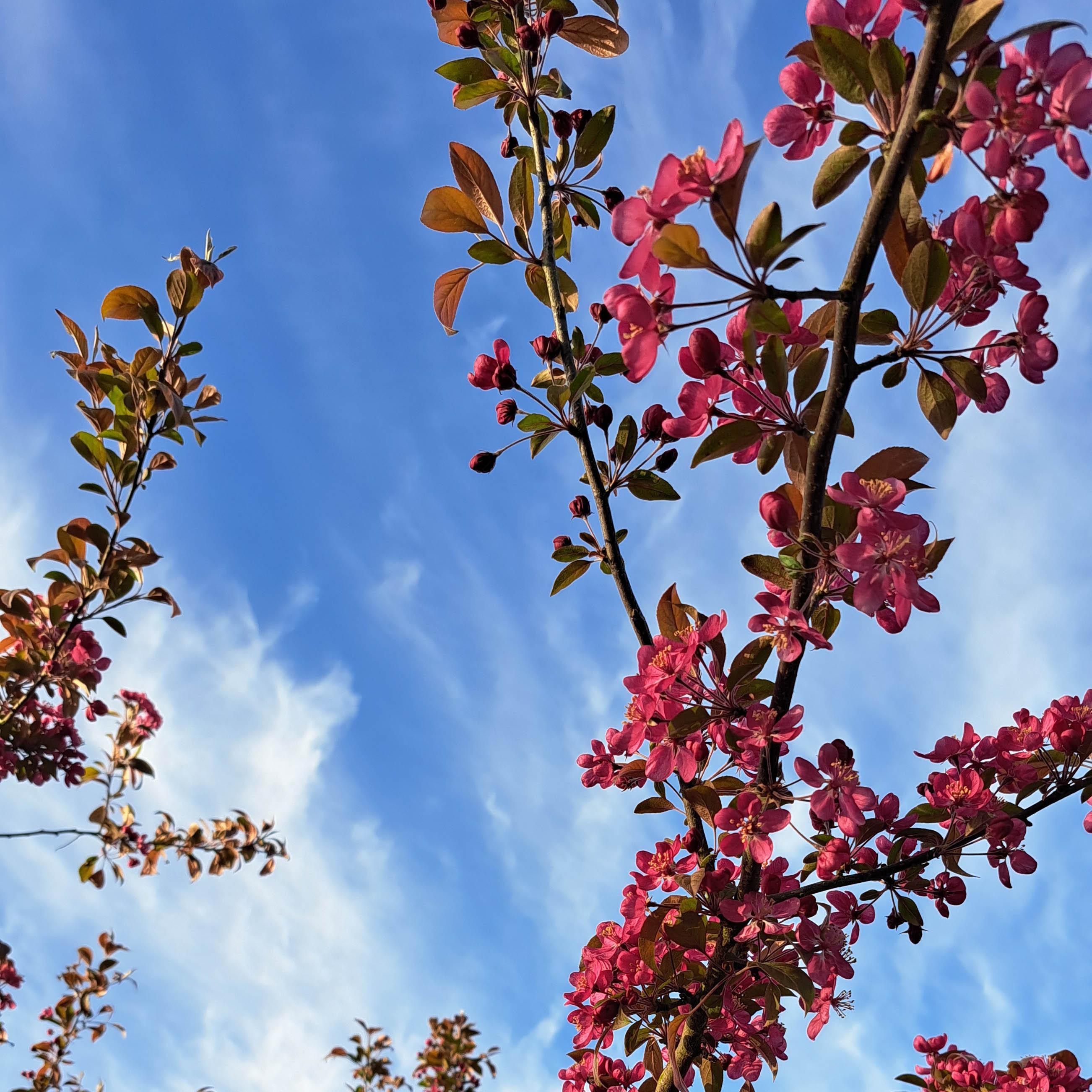 Printemps