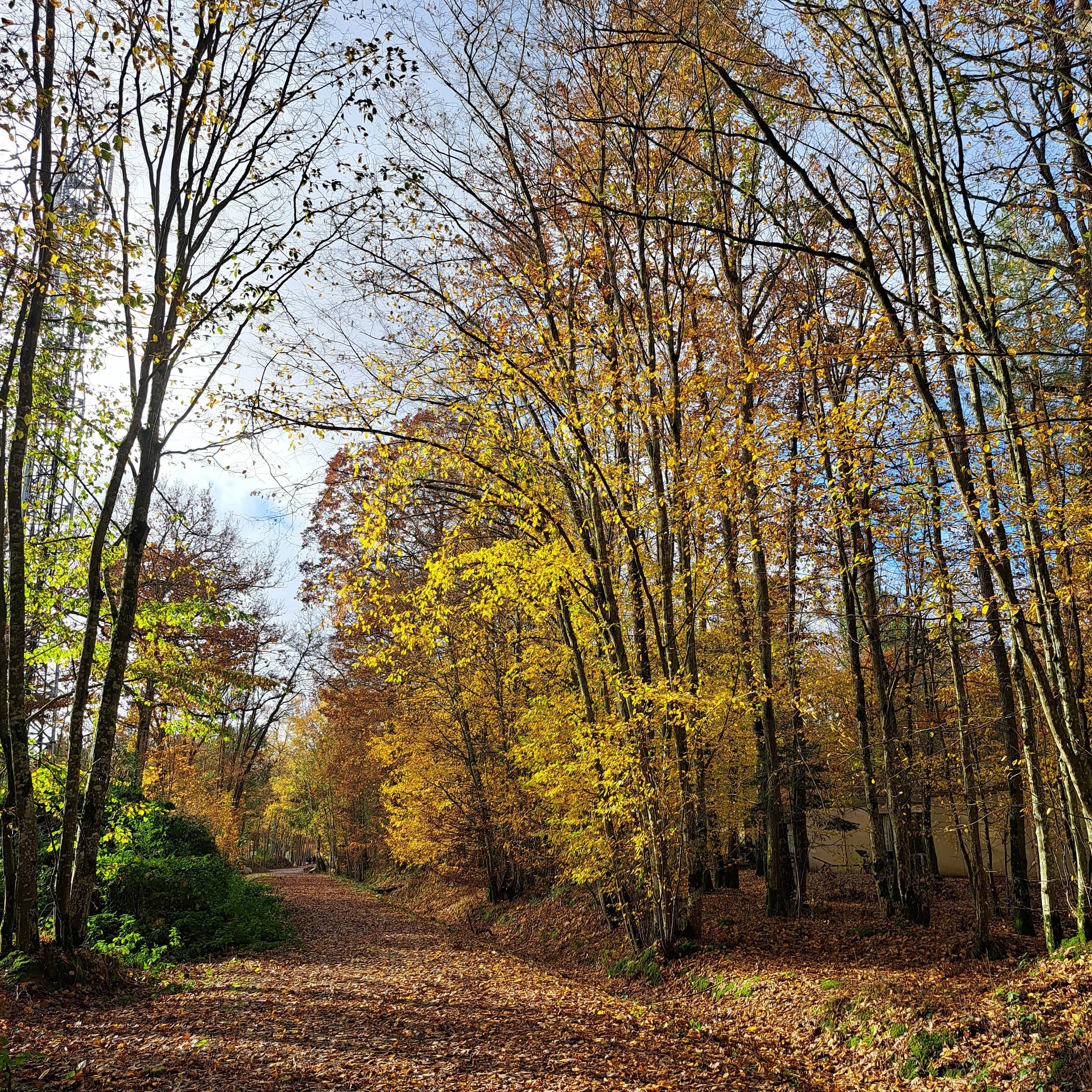 Automne