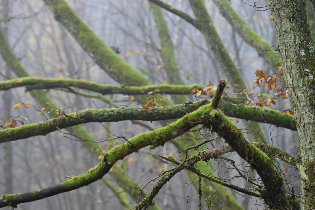 WuselWinkel - Leinen & mehr